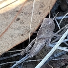 Gastrimargus musicus (Yellow-winged Locust or Grasshopper) at Bruce Ridge to Gossan Hill - 15 Dec 2023 by trevorpreston