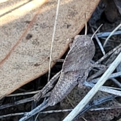 Gastrimargus musicus at Bruce Ridge to Gossan Hill - 16 Dec 2023 08:31 AM