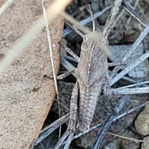 Gastrimargus musicus at Bruce Ridge to Gossan Hill - 16 Dec 2023 08:31 AM