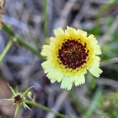 Tolpis barbata (Yellow Hawkweed) at Aranda, ACT - 15 Dec 2023 by trevorpreston