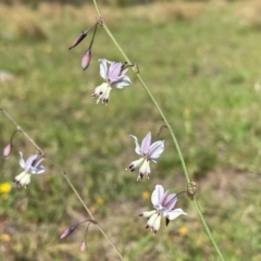 Arthropodium milleflorum (Vanilla Lily) at Rob Roy Range - 16 Dec 2023 by Shazw