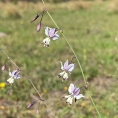 Arthropodium milleflorum (Vanilla Lily) at Rob Roy Range - 15 Dec 2023 by Shazw