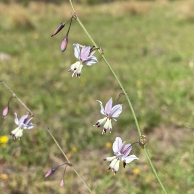 Arthropodium milleflorum (Vanilla Lily) at Rob Roy Range - 15 Dec 2023 by Shazw