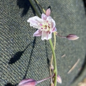 Arthropodium milleflorum at Rob Roy Range - 16 Dec 2023