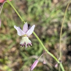 Arthropodium milleflorum at Rob Roy Range - 16 Dec 2023