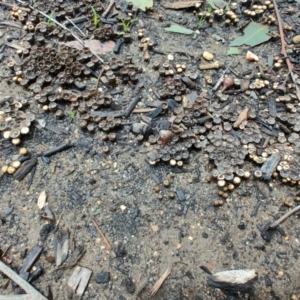 Cyathus sp. at Surf Beach, NSW - 1 Dec 2023