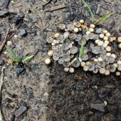 Cyathus sp. at Surf Beach, NSW - 1 Dec 2023