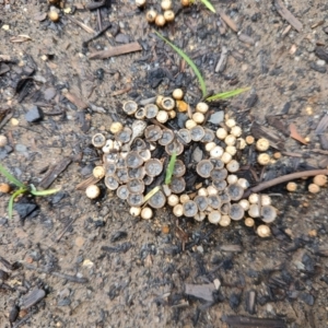 Cyathus sp. at Surf Beach, NSW - 1 Dec 2023