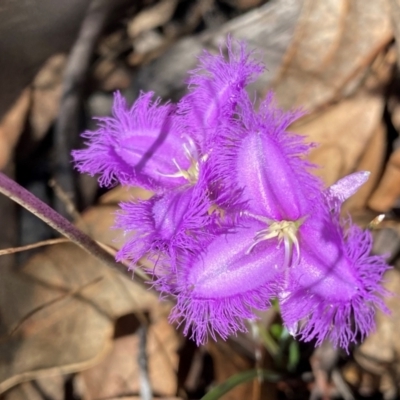 Thysanotus tuberosus subsp. tuberosus (Common Fringe-lily) at Rob Roy Range - 16 Dec 2023 by Shazw