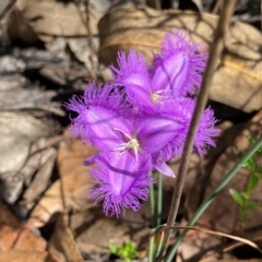 Thysanotus tuberosus subsp. tuberosus at Rob Roy Range - suppressed