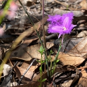 Thysanotus tuberosus subsp. tuberosus at Rob Roy Range - suppressed