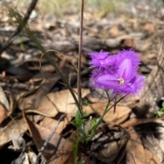 Thysanotus tuberosus subsp. tuberosus at Rob Roy Range - suppressed