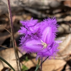 Thysanotus tuberosus subsp. tuberosus at Rob Roy Range - suppressed