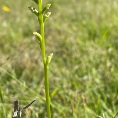 Microtis sp. (Onion Orchid) at Rob Roy Range - 15 Dec 2023 by Shazw