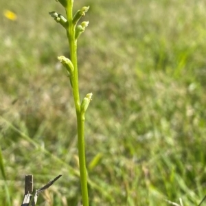 Microtis sp. at Rob Roy Range - 16 Dec 2023