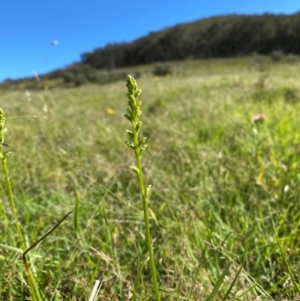 Microtis sp. at Rob Roy Range - 16 Dec 2023