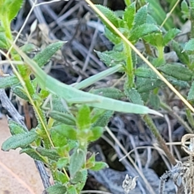 Acrida conica (Giant green slantface) at Flea Bog Flat, Bruce - 15 Dec 2023 by trevorpreston