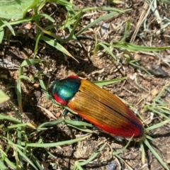 Temognatha affinis (Jewel beetle) at Jerrabomberra, NSW - 15 Dec 2023 by cherylhodges