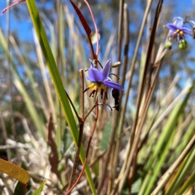 Dianella revoluta var. revoluta (Black-Anther Flax Lily) at Rob Roy Range - 16 Dec 2023 by Shazw