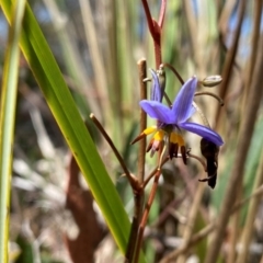 Dianella revoluta var. revoluta at Rob Roy Range - 16 Dec 2023