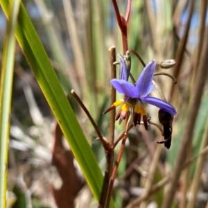 Dianella revoluta var. revoluta at Rob Roy Range - suppressed