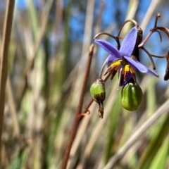 Dianella revoluta var. revoluta at Rob Roy Range - suppressed