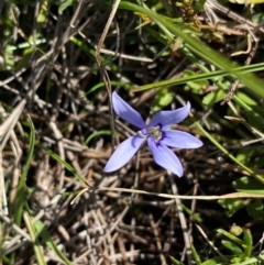 Isotoma fluviatilis subsp. australis (Swamp Isotome) at Rob Roy Range - 16 Dec 2023 by Shazw