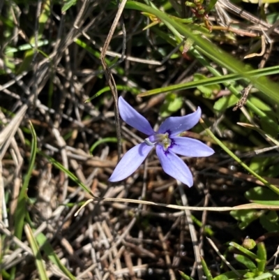 Isotoma fluviatilis subsp. australis (Swamp Isotome) at Rob Roy Range - 15 Dec 2023 by Shazw