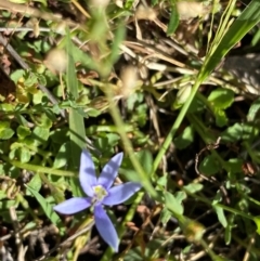 Isotoma fluviatilis subsp. australis at Rob Roy Range - 16 Dec 2023