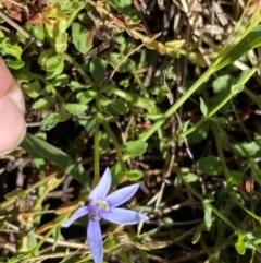 Isotoma fluviatilis subsp. australis at Rob Roy Range - 16 Dec 2023