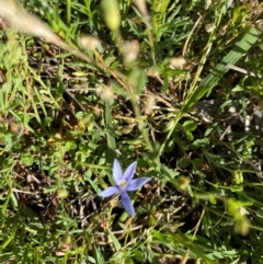 Isotoma fluviatilis subsp. australis at Rob Roy Range - 16 Dec 2023