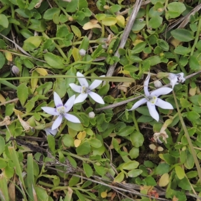 Isotoma fluviatilis subsp. australis (Swamp Isotome) at Bonner, ACT - 4 Nov 2023 by michaelb