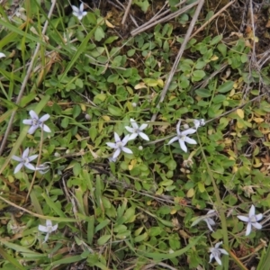Isotoma fluviatilis subsp. australis at Mulligans Flat - 4 Nov 2023