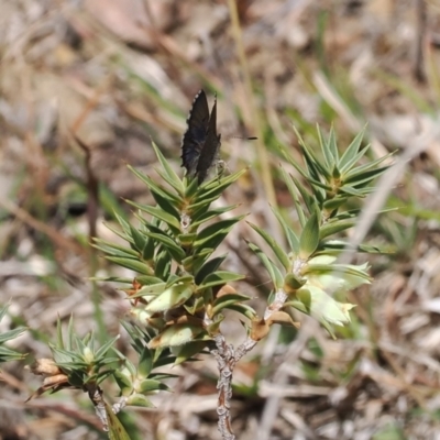 Paralucia spinifera (Bathurst or Purple Copper Butterfly) at Anembo, NSW - 13 Sep 2023 by RAllen