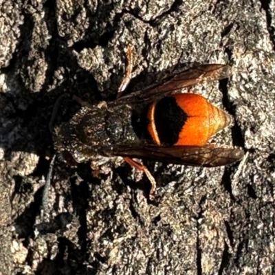 Paralastor sp. (genus) (Potter Wasp) at Mount Ainslie - 14 Dec 2023 by Pirom