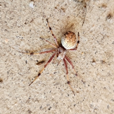 Salsa fuliginata (Sooty Orb-weaver) at Braidwood, NSW - 16 Dec 2023 by MatthewFrawley