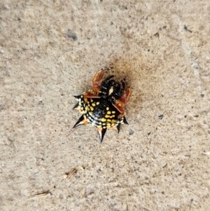 Austracantha minax at QPRC LGA - 16 Dec 2023