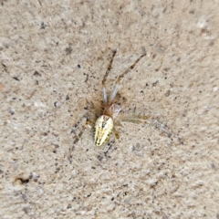 Plebs bradleyi (Enamelled spider) at Braidwood, NSW - 16 Dec 2023 by MatthewFrawley