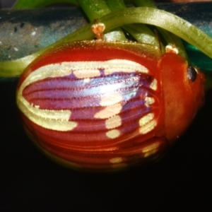 Paropsisterna sp. (genus) at Sheldon, QLD - suppressed