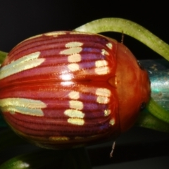 Paropsisterna sp. (genus) at Sheldon, QLD - suppressed