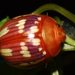 Paropsisterna sp. (genus) at Sheldon, QLD - suppressed