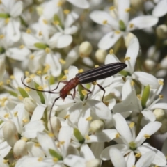 Syllitus rectus (Longhorn beetle) at Lyons, ACT - 15 Dec 2023 by ran452