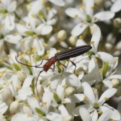 Syllitus microps (Longicorn or Longhorn beetle) at Lyons, ACT - 15 Dec 2023 by ran452