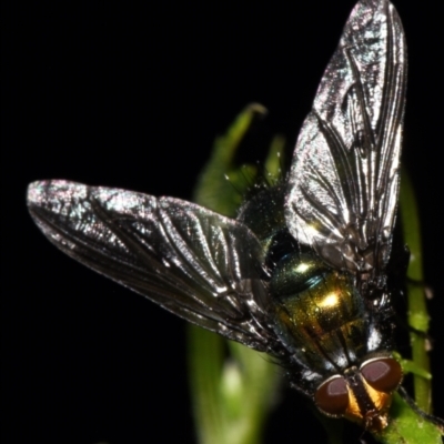 Unidentified True fly (Diptera) by PJH123