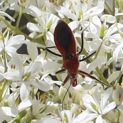 Gminatus australis (Orange assassin bug) at Lyons, ACT - 15 Dec 2023 by ran452