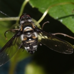Unverified True fly (Diptera) by PJH123