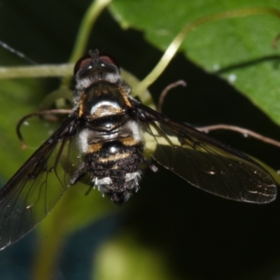 Unidentified True fly (Diptera) by PJH123