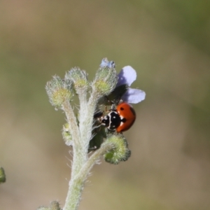 Hippodamia variegata at Lyons, ACT - 15 Dec 2023