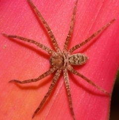 Heteropoda jugulans (Brown Huntsman Spider) at Sheldon, QLD by PJH123