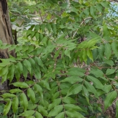 Pistacia chinensis (Chinese Pistachio) at Pine Island to Point Hut - 16 Dec 2023 by JP95